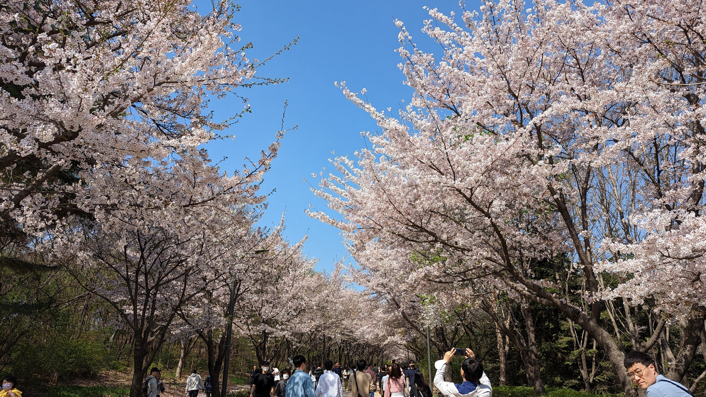 Best Cherry Blossom Festivals in Korea 2024