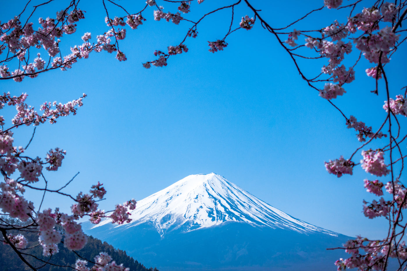 5 Must-Visit Destinations in Japan for a Springtime Flower Fix